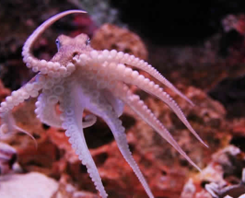 SEA LIFE Bangkok Ocean World: Ein Unterwasserparadies im Herzen Bangkoks