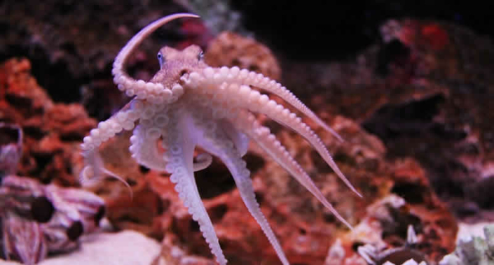 SEA LIFE Bangkok Ocean World