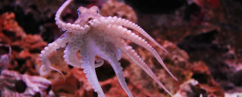 SEA LIFE Bangkok Ocean World: Ein Unterwasserparadies im Herzen Bangkoks