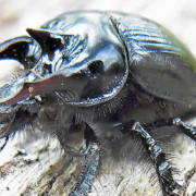 Stierkäfer: Der Hygieniker unter den Insekten und seine bedrohte Welt
