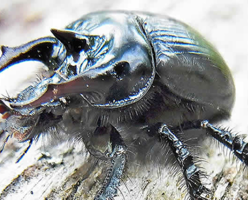 Stierkäfer: Der Hygieniker unter den Insekten und seine bedrohte Welt