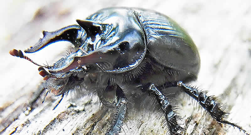 Stierkäfer (Typhaeus typhoeus)