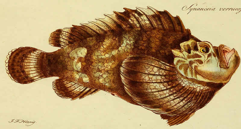 Steinfisch (Synanceia)