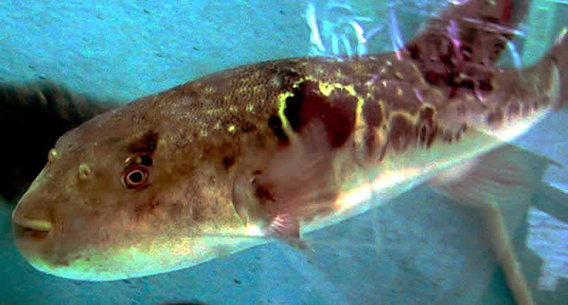 Kofferfisch (Tetraodontidae)