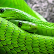 Die 15 giftigsten Tiere der Welt: Faszination und Gefahr in der Natur