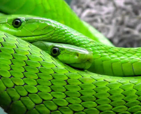 Die 15 giftigsten Tiere der Welt: Faszination und Gefahr in der Natur