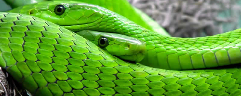 Die 15 giftigsten Tiere der Welt: Faszination und Gefahr in der Natur