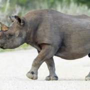 Neue Hoffnung für Afrikas Spitzmaulnashörner: Erfolgreiche Wiederansiedlung und Schutzstrategien im Loisaba Reservat