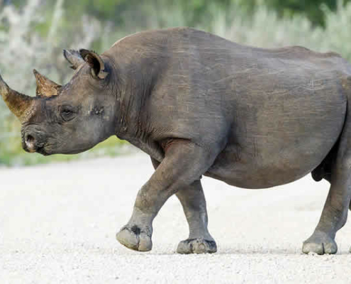 Neue Hoffnung für Afrikas Spitzmaulnashörner: Erfolgreiche Wiederansiedlung und Schutzstrategien im Loisaba Reservat