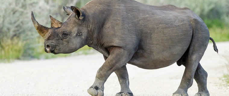 Neue Hoffnung für Afrikas Spitzmaulnashörner: Erfolgreiche Wiederansiedlung und Schutzstrategien im Loisaba Reservat