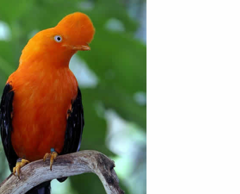 Der Andenfelsenhahn: Ein Juwel der Anden