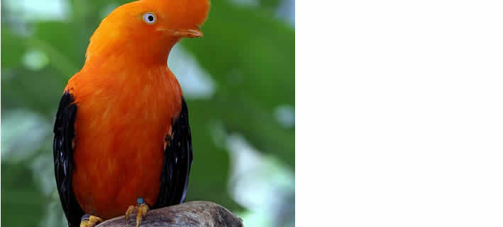 Der Andenfelsenhahn: Ein Juwel der Anden