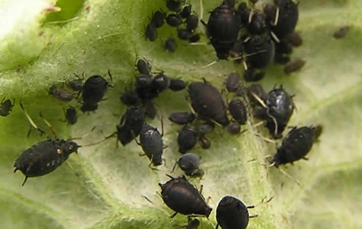 Schwarze Bohnenläuse (Aphis fabae)