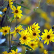 Arnika: Ein Naturheilmittel mit Tradition und Vielseitigkeit