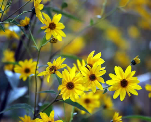 Arnika: Ein Naturheilmittel mit Tradition und Vielseitigkeit