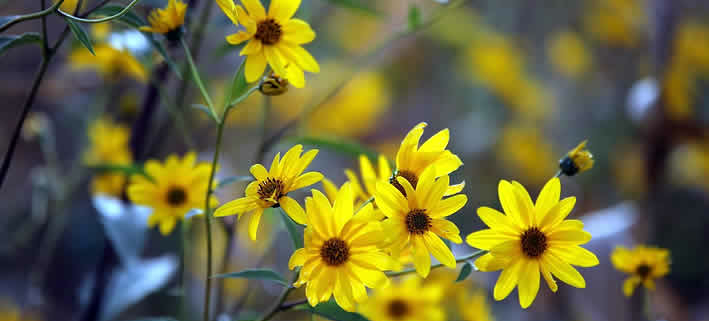 Arnika: Ein Naturheilmittel mit Tradition und Vielseitigkeit