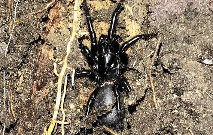 Sydney-Trichternetzspinne (Atrax robustus)