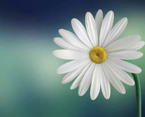 Gänseblümchen: Heilung, Küche, Kosmetik und Lichtschutz