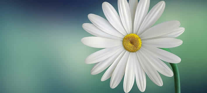 Gänseblümchen: Heilung, Küche, Kosmetik und Lichtschutz