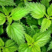 Brennnessel: Das grüne Gold der Naturheilkunde