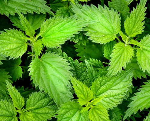 Brennnessel: Das grüne Gold der Naturheilkunde