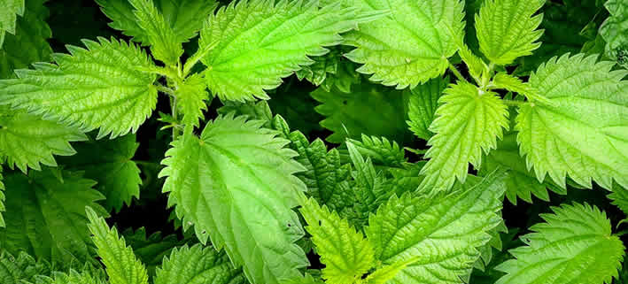 Brennnessel: Das grüne Gold der Naturheilkunde