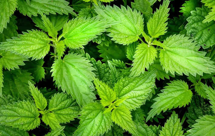 Anwendungsgebiete von Heilpflanzen