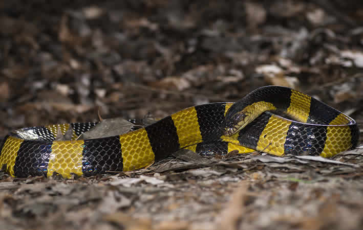 Gitschlange in Thailand