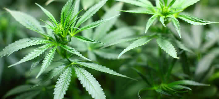 Cannabisgesetzgebung: Zugeständnisse der Bundesregierung