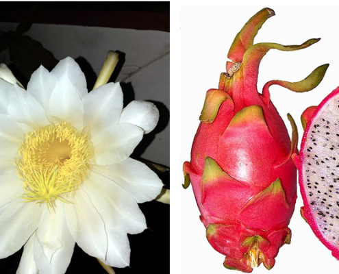 Drachenfrucht: Die exotische Kostbarkeit aus der Kakteengewächse-Familie