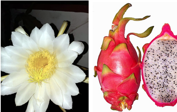 Drachenfrucht: Die exotische Kostbarkeit aus der Kakteengewächse-Familie