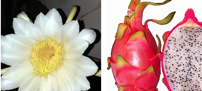 Drachenfrucht: Die exotische Kostbarkeit aus der Kakteengewächse-Familie