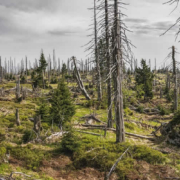 Der Kampf der EU gegen Entwaldung: Ein schwieriges Unterfangen