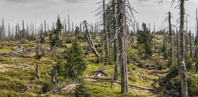 Der Kampf der EU gegen Entwaldung: Ein schwieriges Unterfangen