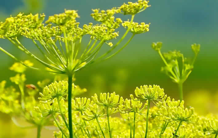 Anbau von Heilpflanzen und -kräutern im eigenen Garten