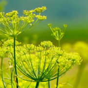 Fenchel: Das vielseitige Heilkraut und Küchengemüse