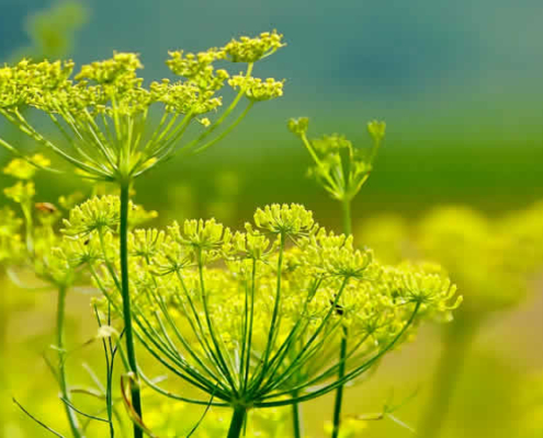 Fenchel: Das vielseitige Heilkraut und Küchengemüse