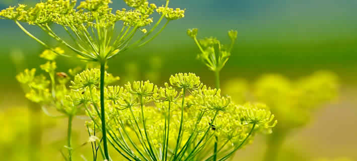 Fenchel: Das vielseitige Heilkraut und Küchengemüse