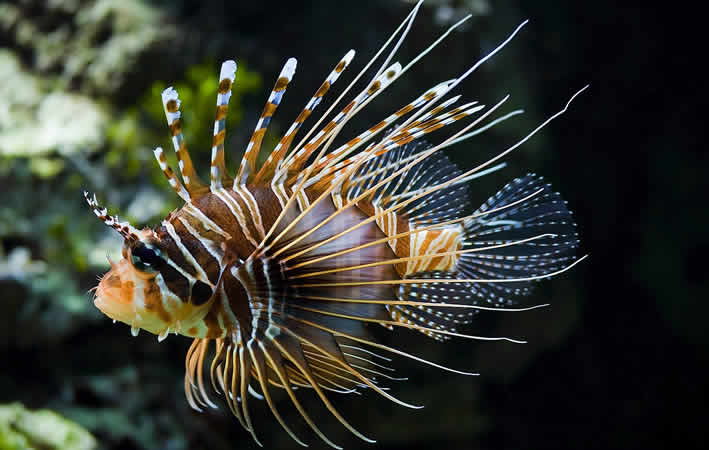 Feuerfisch, schön aber gefährlich