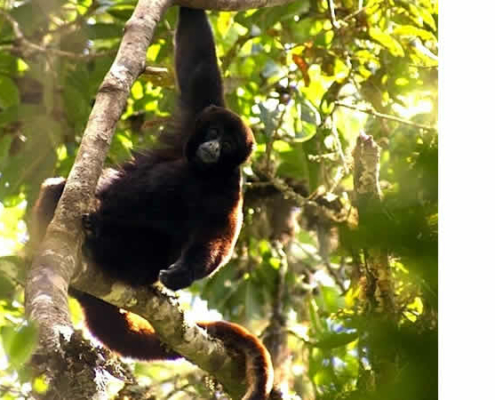 Der Gelbschwanzwollaffe: Ein seltenes Juwel der peruanischen Anden