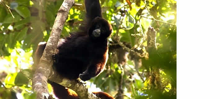 Der Gelbschwanzwollaffe: Ein seltenes Juwel der peruanischen Anden