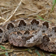 Giftige Tiere in Thailand