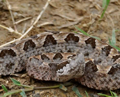 Giftige Tiere in Thailand