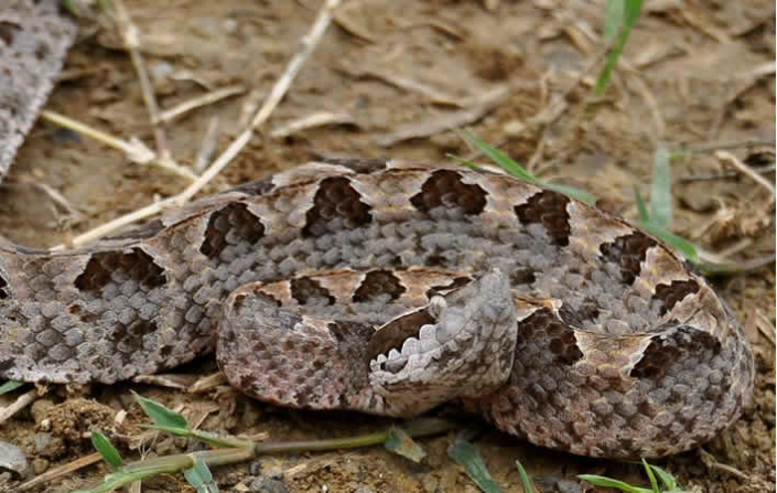 Gefährliche Tiere Thailands: Ein Sicherheitsguide