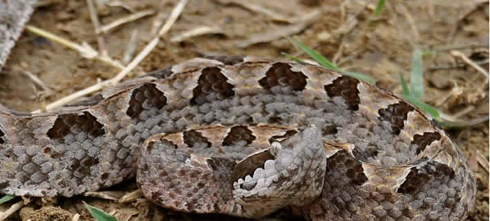 Giftige Tiere in Thailand