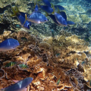 Das Great Barrier Reef: Neue Korallenbleiche