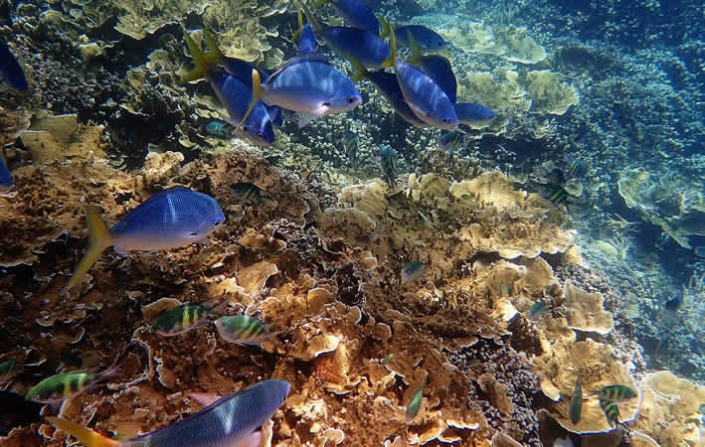 Das Great Barrier Reef: Neue Korallenbleiche