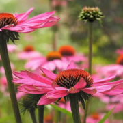 Heilpflanzen: Die natürliche Kraft zur Förderung von Gesundheit und Wohlbefinden