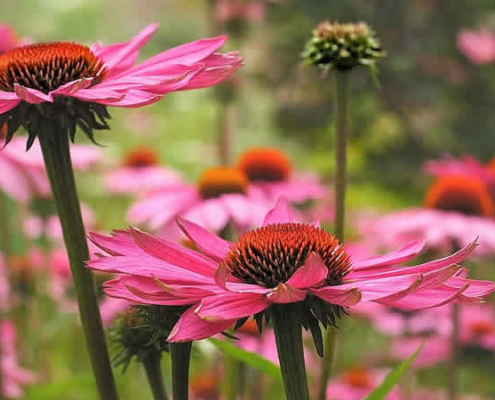 Heilpflanzen: Die natürliche Kraft zur Förderung von Gesundheit und Wohlbefinden