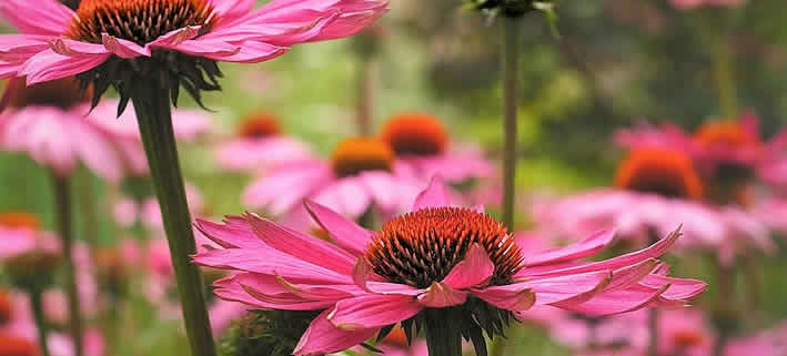 Heilpflanzen: Die natürliche Kraft zur Förderung von Gesundheit und Wohlbefinden